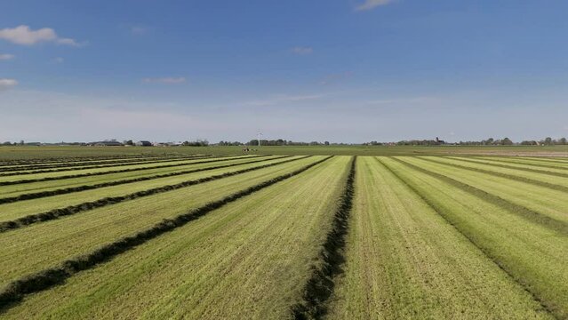 Aerial View: Tractor Gathering Rows of Grass into Piles on Farmland