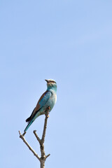 European roller (Coracias garrulus) perched on a branch on a blue sky background. Ornithology. Bird.