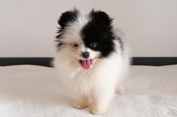 Portrait of cute black and white Pomeranian puppy 