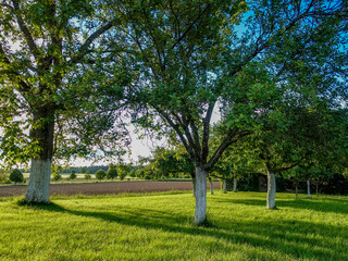 Baumgrundstück mit weiss gekalkten Bäumen