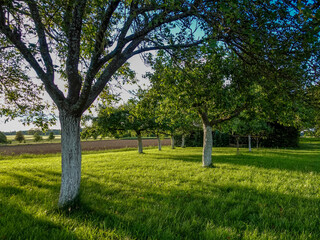 Baumgrundstück mit weiss gekalkten Bäumen