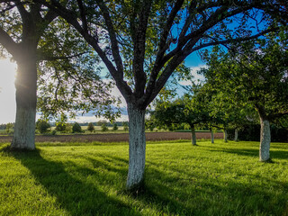 Obraz premium Baumgrundstück mit weiss gekalkten Bäumen