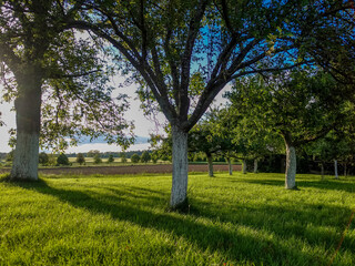 Baumgrundstück mit weiss gekalkten Bäumen