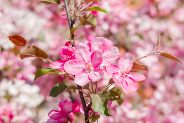 pink flowers of a blooming apple tree in a city park in spring