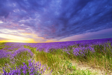 Lavender field in sunlight, Crimea, Ukraine.