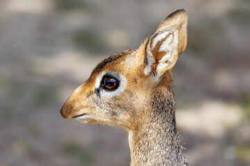 Side profile of a kirks dik-dik, Madoqua kirkii, the smallest antelope in the world. This is an adult female. Endemic to East Africa.