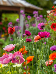 Naklejka premium Papaver flower in garden