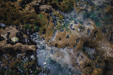 The texture of the ocean floor revealed at low tide, displaying a fascinating array of patterns and natural beauty.