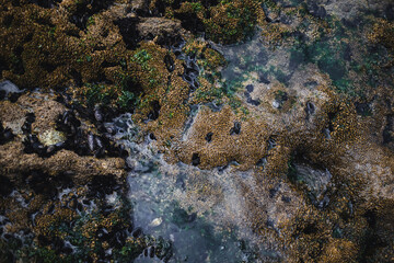 The texture of the ocean floor revealed at low tide, displaying a fascinating array of patterns and...