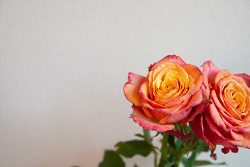 グラデーションカラーのバラ