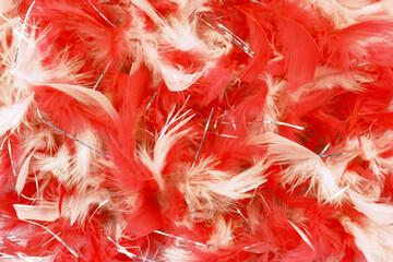 close up of the red feather texture background