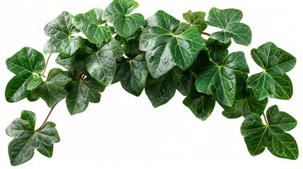 Collection of PNG. Green leaves Javanese treebine or Grape ivy. Jungle vine hanging ivy plant bush isolated on a transparent background. 