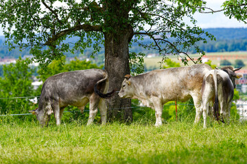 Herd of gray cows breed Rätisches Grauvieh grazing on meadow at Swiss town on a cloudy spring afternoon. Photo taken May 26th, 2024, Zurich, Switzerland.