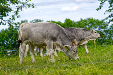 Herd of gray cows breed Rätisches Grauvieh grazing on meadow at Swiss town on a cloudy spring afternoon. Photo taken May 26th, 2024, Zurich, Switzerland.