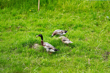 Group of Indian runner ducks grazing on meadow on a cloudy spring day at Swiss City of Zürich. Photo taken May 26th, 2024, Zurich, Switzerland.