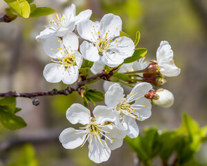 Obraz premium Cherry Blooms