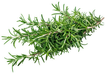 Creeping rosemary, isolated on solid white background, PNG di-cut style, realistic photo style, object as model