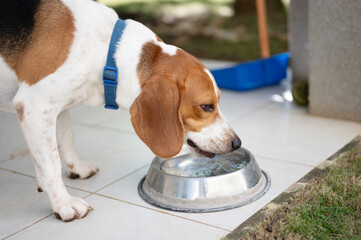 Thirsty beagle dog leak water