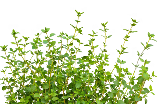 Creeping thyme, isolated on solid white background, PNG di-cut style, realistic photo style, object as model
