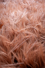 Group of barley plants in a field 