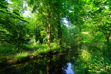 The Gravelle stream in the Vincennes wood