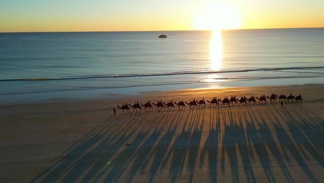 Aerial Footage Camels Walking On Beach at Sunset Sunrise Waves Crashing White Sand Cable Beach Broome Western Australia Casting Shadows