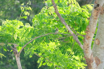 On the branch there is a bird