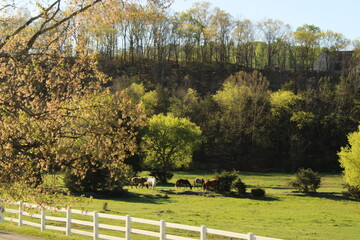 Horses Grazing In A Field On A Farm In Tennessee 