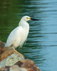Snowy Egret Standing and Watching
