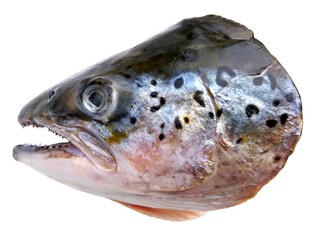 Salmon fish head cut isolated on white background. Big dead salmon fish head open mouth & teeth...