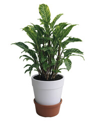 Potted indoor house plant 