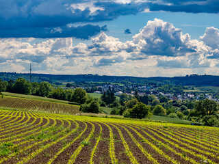 Frisch eingesäätes  Maisfeld