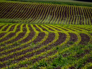 Frisch einges&auml;&auml;tes  Maisfeld