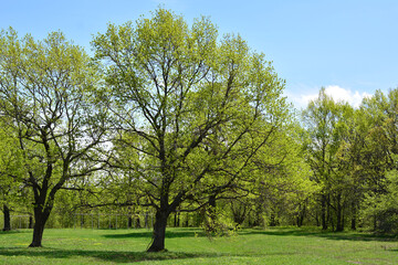 Fototapeta premium an oak tree with green leaves on it is in a forest 
