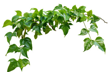 Virginia creeper, isolated on solid white background, PNG di-cut style, realistic photo style, object as model
