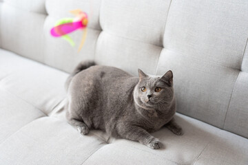 A British Shorthair blue cat sitting on a sofa playing with a cat wand toy.