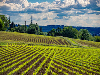 Frisch einges&auml;&auml;tes  Maisfeld
