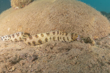Tiger Snake Eel in the Red Sea Colorful and beautiful, Eilat Israel
