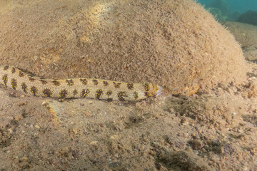 Tiger Snake Eel in the Red Sea Colorful and beautiful, Eilat Israel
