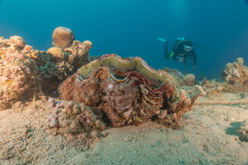 Giant Clam in the Red Sea Colorful and beautiful, Eilat Israel
