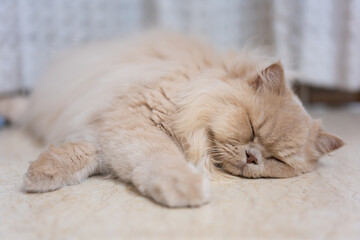 A British Longhair cat has just woken up, but still feels lethargic and in need of more rest after getting out of bed.