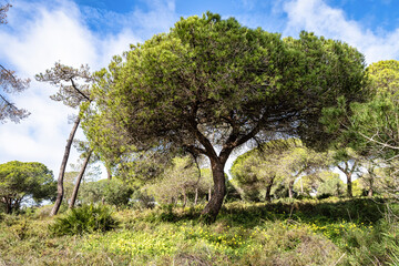 Landscape view of Parque Natural da Ria Formosa near Faro, Portugal
