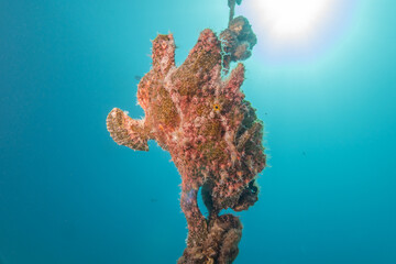 Frogfish swim in the Red Sea, colorful fish, Eilat Israel
