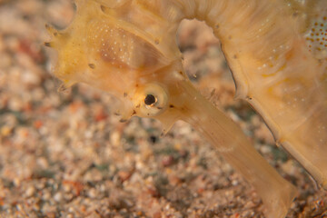 Sea Horse in the Red Sea Colorful and beautiful, Eilat Israel
