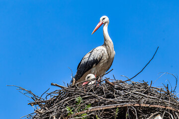 White Storks, Ciconia ciconia at Povoa e Meadas Dam in Castelo de Vide, Alentejo, Portugal