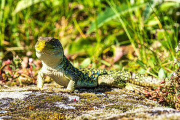 An Iberian emerald lizard, Lacerta schreiberi at Lindoso, Peneda Geres in Portugal
