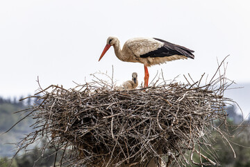 Fototapeta premium White Storks, Ciconia ciconia at Odiaxere in the Algarve region, District Faro, Portugal.