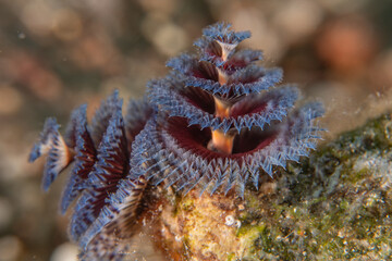Coral reef and water plants in the Red Sea, Eilat Israel
