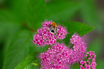 Blooming Spiraea japonica 'anthony waterer' in summer garden. Pink cluster flowers