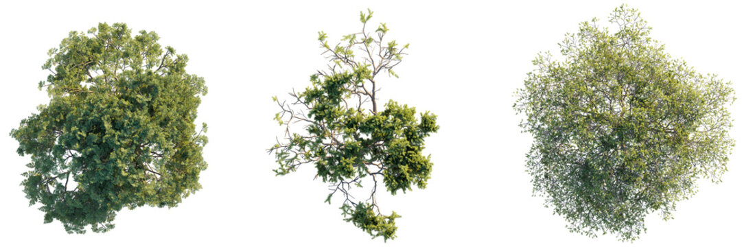  Pinus pinaster tree top view, tree plan 4k png cutout